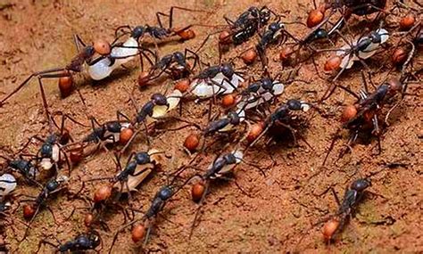 大門地氈顏色 一群螞蟻